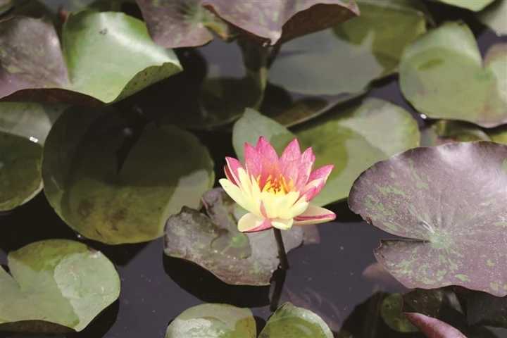 南通植物園近10株“雙色蓮”盛開(kāi)